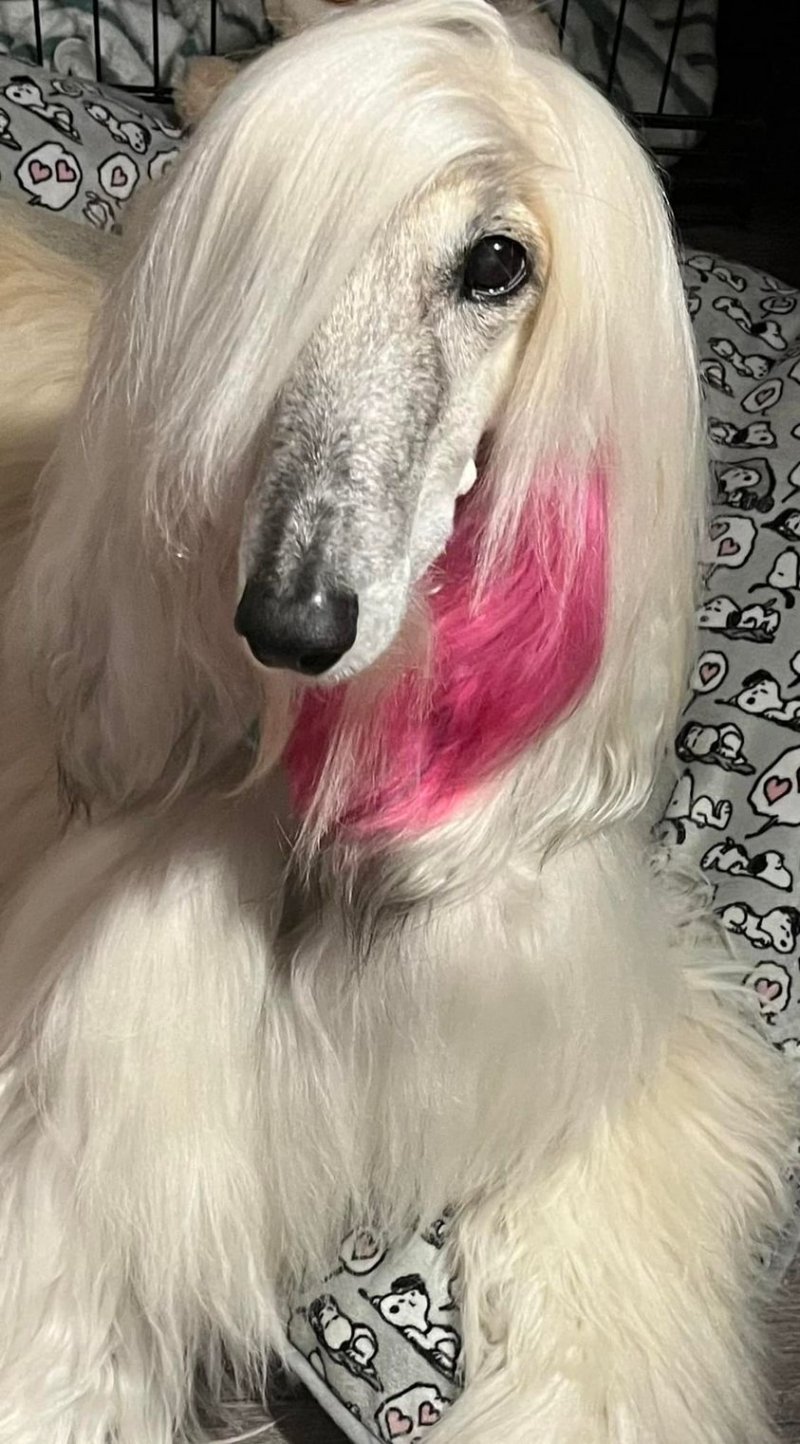 Leeloo late life crisis hair A.jpg - 3384 K